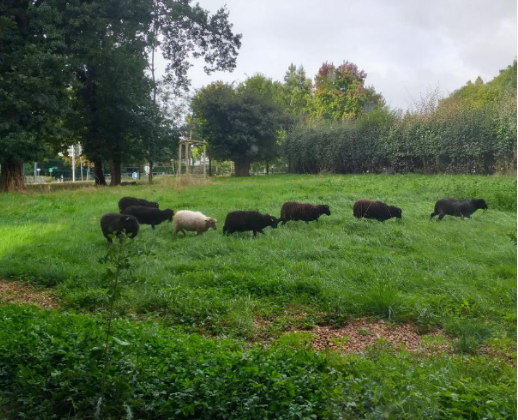 8 moutons sur l'herbe du collège